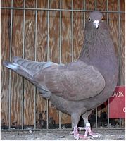 Breeder Hen BCRC 98 890